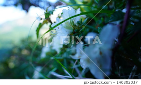 九重平寺山上盛開的杜鵑花（Rhododendron kiusianum）。 140802037