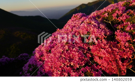The fully bloomed Rhododendron kiusianum on Mt. Kujuheiji The fully bloomed Rhododendron kiusianum on Mt. Kujuheiji 140802059