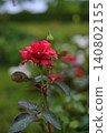 Red rose wet in the rain 140802155