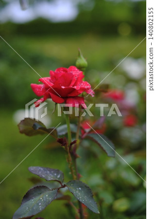 Red rose wet in the rain Red rose wet in the rain 140802155