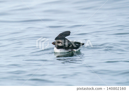 A young puffin encountered off the coast of Ochishi, Nemuro, Hokkaido. Natural image of a wild bird floating on the sea. A young puffin encountered off the coast of Ochishi, Nemuro, Hokkaido. Natural image of a wild bird floating on the sea. 140802160