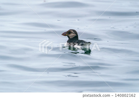 A young puffin encountered off the coast of Ochishi, Nemuro, Hokkaido. Natural image of a wild bird floating on the sea. A young puffin encountered off the coast of Ochishi, Nemuro, Hokkaido. Natural image of a wild bird floating on the sea. 140802162