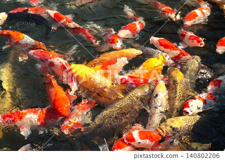錦鯉(觀賞鯉魚):三大家族與金兜 錦鯉(觀賞鯉魚):三大家族與金兜 140802206