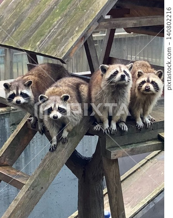 A group of raccoons A group of raccoons 140802216