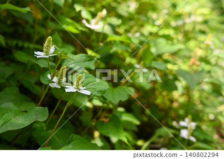 Houttuynia cordata flower 140802294