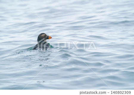 A young Tufted Puffin encountered off the coast of Ochishi, Nemuro, Hokkaido. A rare seabird swimming in the ocean. A young Tufted Puffin encountered off the coast of Ochishi, Nemuro, Hokkaido. A rare seabird swimming in the ocean. 140802309