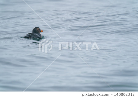 A young Tufted Puffin encountered off the coast of Ochishi, Nemuro, Hokkaido. A rare seabird swimming in the ocean. A young Tufted Puffin encountered off the coast of Ochishi, Nemuro, Hokkaido. A rare seabird swimming in the ocean. 140802312