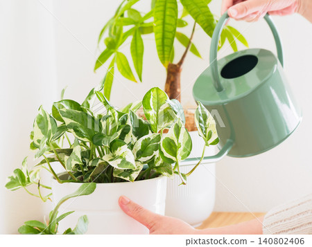 Watering houseplants Watering houseplants 140802406
