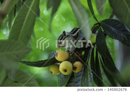 一隻花栗鼠正在享用枇杷 一隻花栗鼠正在享用枇杷 140802676