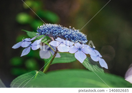 繡球花在等待雨水。 繡球花在等待雨水。 140802685