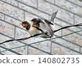 A fledgling swallow begging for food (Part 2) 140802735