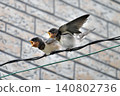 A fledgling swallow begging for food (Part 1) 140802736