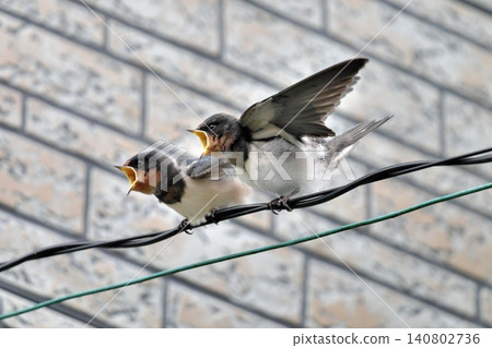 A fledgling swallow begging for food (Part 1) 140802736