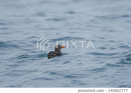 A puffin encountered off the coast of Ochishi, Nemuro, Hokkaido. Wild animal footage of seabirds swimming in the sea. A puffin encountered off the coast of Ochishi, Nemuro, Hokkaido. Wild animal footage of seabirds swimming in the sea. 140802777