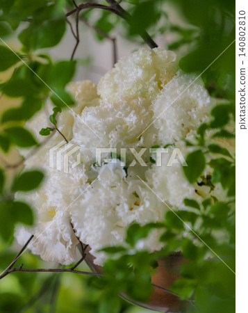 Beautiful flowers from spring to early summer are arranged around the Western-style building, blooming vibrantly in the soft sunlight. Beautiful flowers from spring to early summer are arranged around the Western-style building, blooming vibrantly in the soft sunlight. 140802810