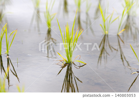 水稻種植後的稻田 水稻種植後的稻田 140803053