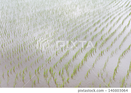 Rice paddy after rice planting 140803064