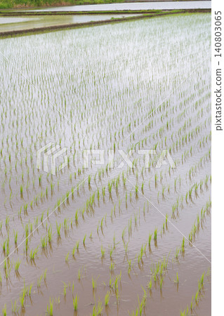Rice paddy after rice planting 140803065