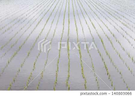Rice paddy after rice planting 140803066