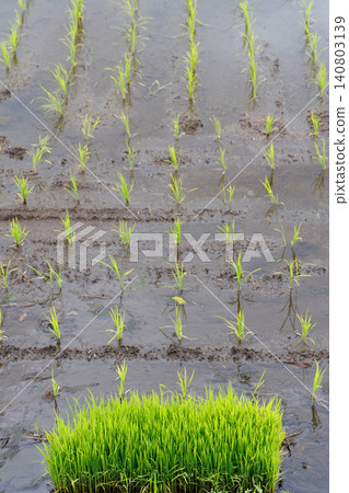 Seedbed and rice paddy 140803139