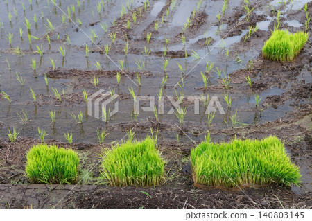 Seedbed and rice paddy 140803145