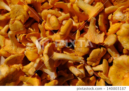 Pile of fresh raw chanterelle mushrooms, sunny background. Foraging season, summer and autumn or fall. Vegan and vegetarian ingredient. Restaurant menu, dishes with chanterelles. Local markets 140803187