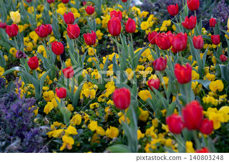 Red Tulips Close-Up in Soft Light. Spring Floral Background. 140803248