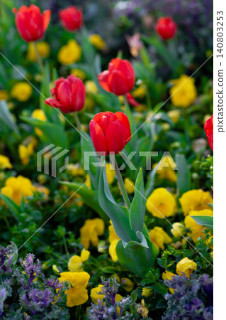 Blooming red Tulips in Sunlight. Spring Flowers in a Bright Garden Scene. Blooming red Tulips in Sunlight. Spring Flowers in a Bright Garden Scene. 140803253