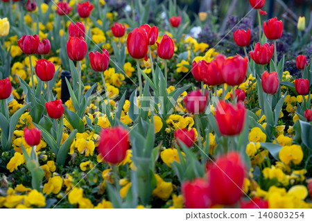 Blooming red Tulips in Sunlight. Spring Flowers in a Bright Garden Scene. Blooming red Tulips in Sunlight. Spring Flowers in a Bright Garden Scene. 140803254