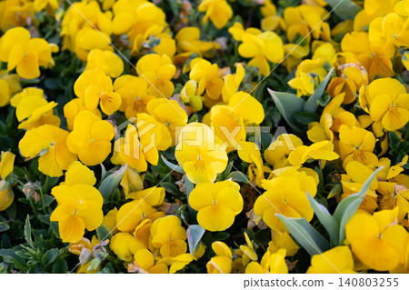 Yellow Pansy flowers background in bloom, Viola wittrockiana close up Yellow Pansy flowers background in bloom, Viola wittrockiana close up 140803255
