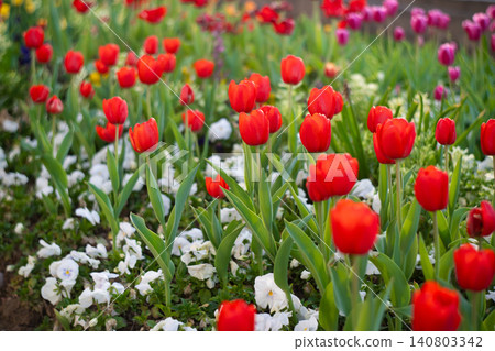 Red Tulips Close-Up in Soft Light. Spring Floral Background. Red Tulips Close-Up in Soft Light. Spring Floral Background. 140803342