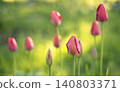 Close-up of pink tulip buds with fresh green leaves on a blurred green background. 140803371