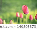 Beautiful, delicate, pink tulip buds against a background of lush grass. 140803373