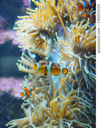 A clownfish swimming comfortably inside an anemone. A clownfish swimming comfortably inside an anemone. 140803424