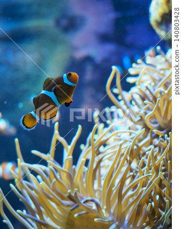 A clownfish swimming comfortably inside an anemone. 140803428