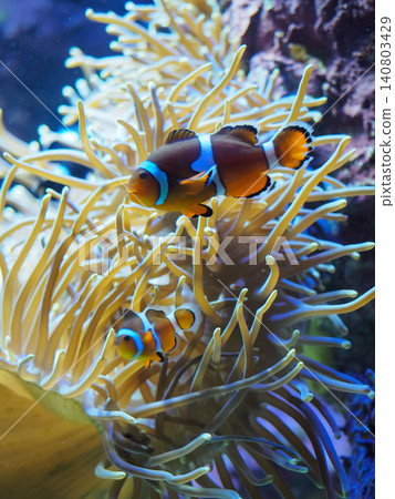 A clownfish swimming comfortably inside an anemone. 140803429