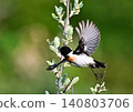 A stonechat takes flight from a branch. 140803706