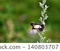 A stonechat takes flight from a branch. 140803707