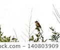 A Red-backed Shrike perched on a branch 140803909