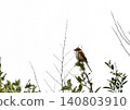 A Red-backed Shrike perched on a branch 140803910
