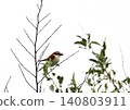 A Red-backed Shrike perched on a branch 140803911