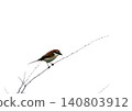 A Red-backed Shrike perched on a branch 140803912