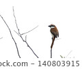 A Red-backed Shrike perched on a branch 140803915