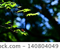 A damselfly perches on a fresh green leaf. 140804049