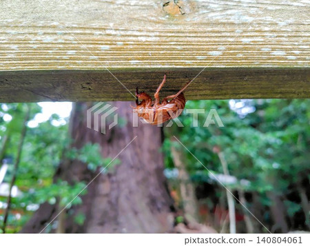 A cicada's exoskeleton left in a quiet forest A cicada's exoskeleton left in a quiet forest 140804061