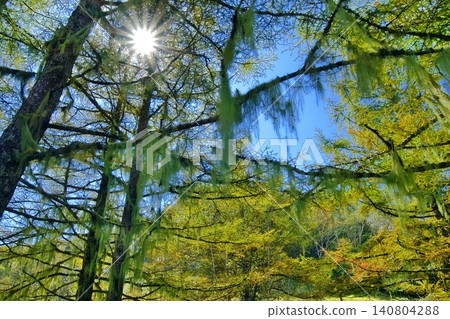 阿瑪里山的森林裡，松蘿垂掛而下。陽光透過樹木灑下斑駁的光影，地衣點綴其間，預示著空氣清新。 140804288