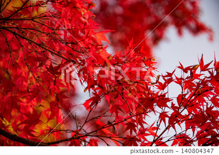 鮮紅的秋葉 鮮紅的秋葉 140804347