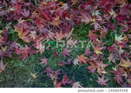 Autumn leaves that fell to the ground Autumn leaves that fell to the ground 140804348