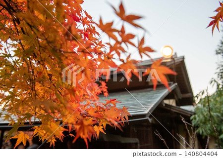 改變葉子的Momiji 改變葉子的Momiji 140804404