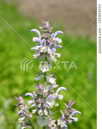 快樂鼠尾草的花,快樂鼠尾草是唇形科多年生草本植物(日文名:Onisarubia)。 快樂鼠尾草的花,快樂鼠尾草是唇形科多年生草本植物(日文名:Onisarubia)。 140804454